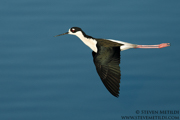 BIRDS OF THE WESTERN US